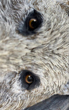 Load image into Gallery viewer, Bradford Exchange "White Majesty" Wolf Wall Decor
