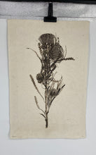 Load image into Gallery viewer, Banksia Form Print Signed.
