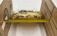 Load image into Gallery viewer, Sterling Lindner Davis Yellow Hat - Size Adult
