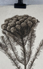 Load image into Gallery viewer, Brunia Form Photography Art Print Signed.
