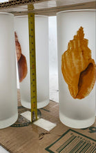Load image into Gallery viewer, Seashell Frosted Highball Glasses
