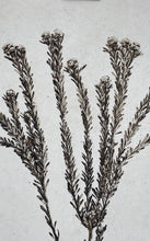 Load image into Gallery viewer, Tortum Form Print Signed.
