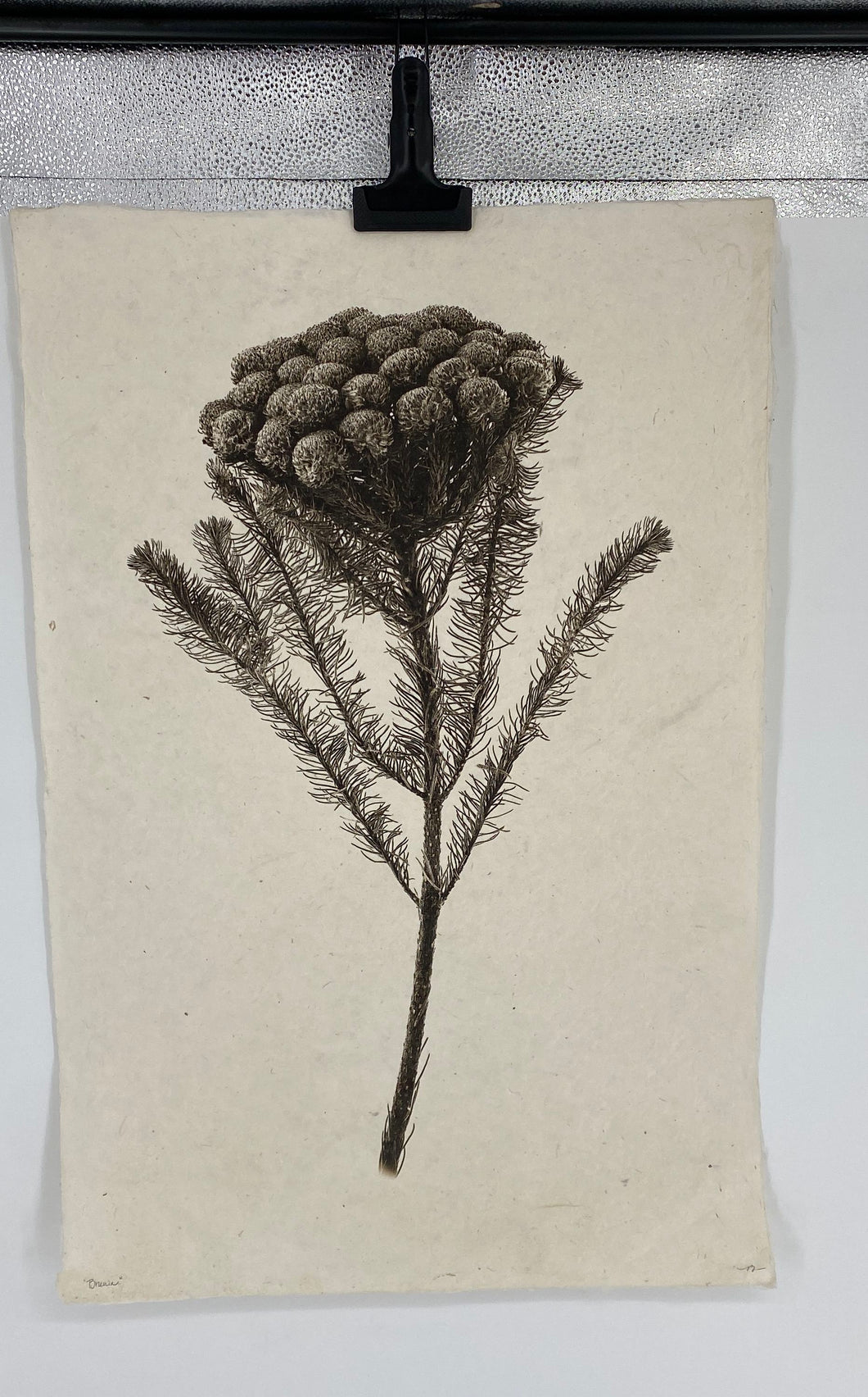 Brunia Form Photography Art Print Signed.